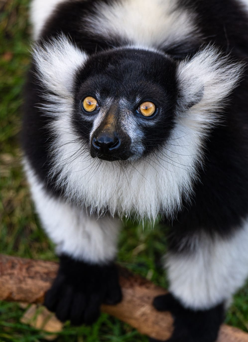 Madagascar Wild at Heart: 12-Day Wildlife Safari