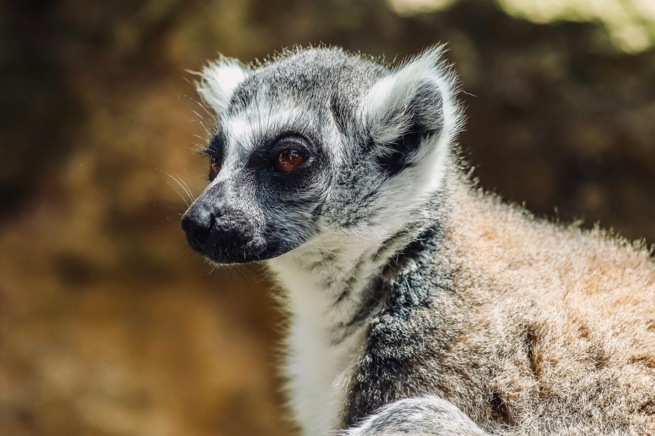 Ring-tailed lemur seen on a Madagascar endemic wildlife safari