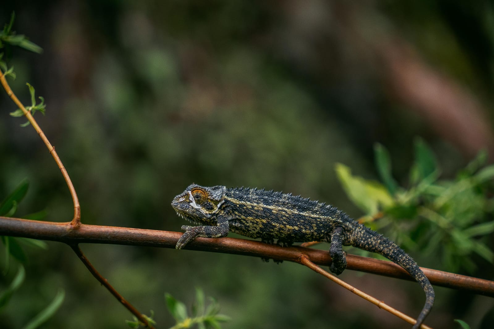 Madagascar Wild at Heart: 12-Day Wildlife Safari