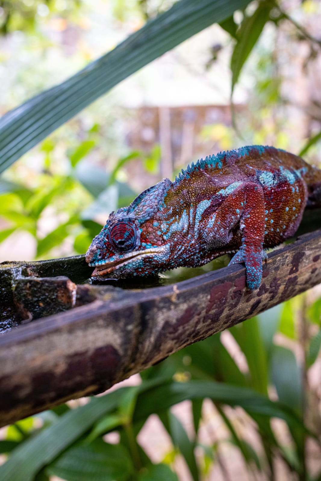 Madagascar Wild at Heart: 12-Day Wildlife Safari
