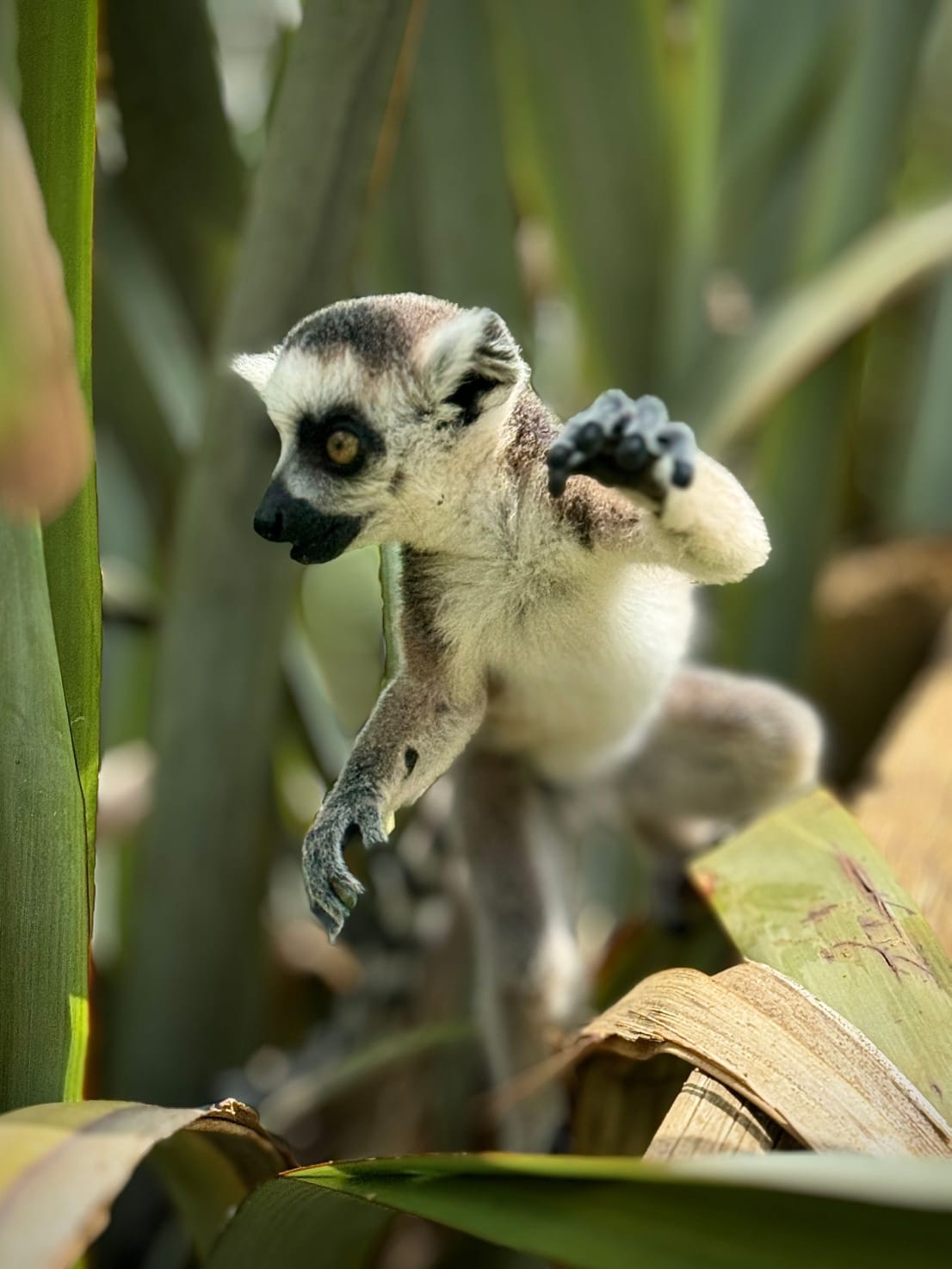 Madagascar Wild at Heart: 12-Day Wildlife Safari