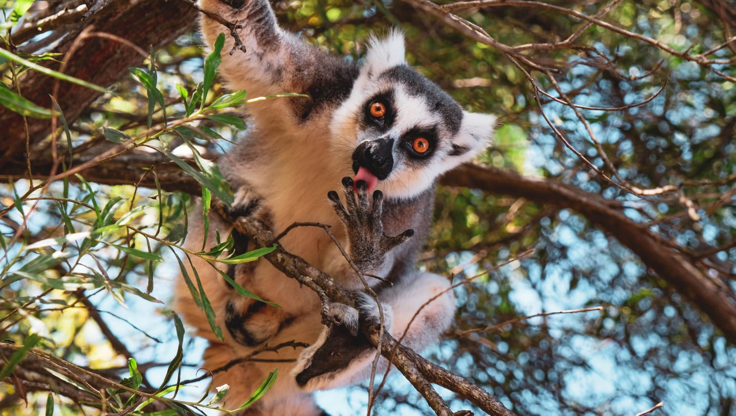 Madagascar Wild at Heart: 12-Day Wildlife Safari