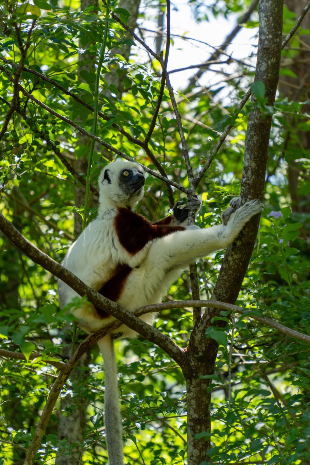 Madagascar Wild at Heart: 12-Day Wildlife Safari