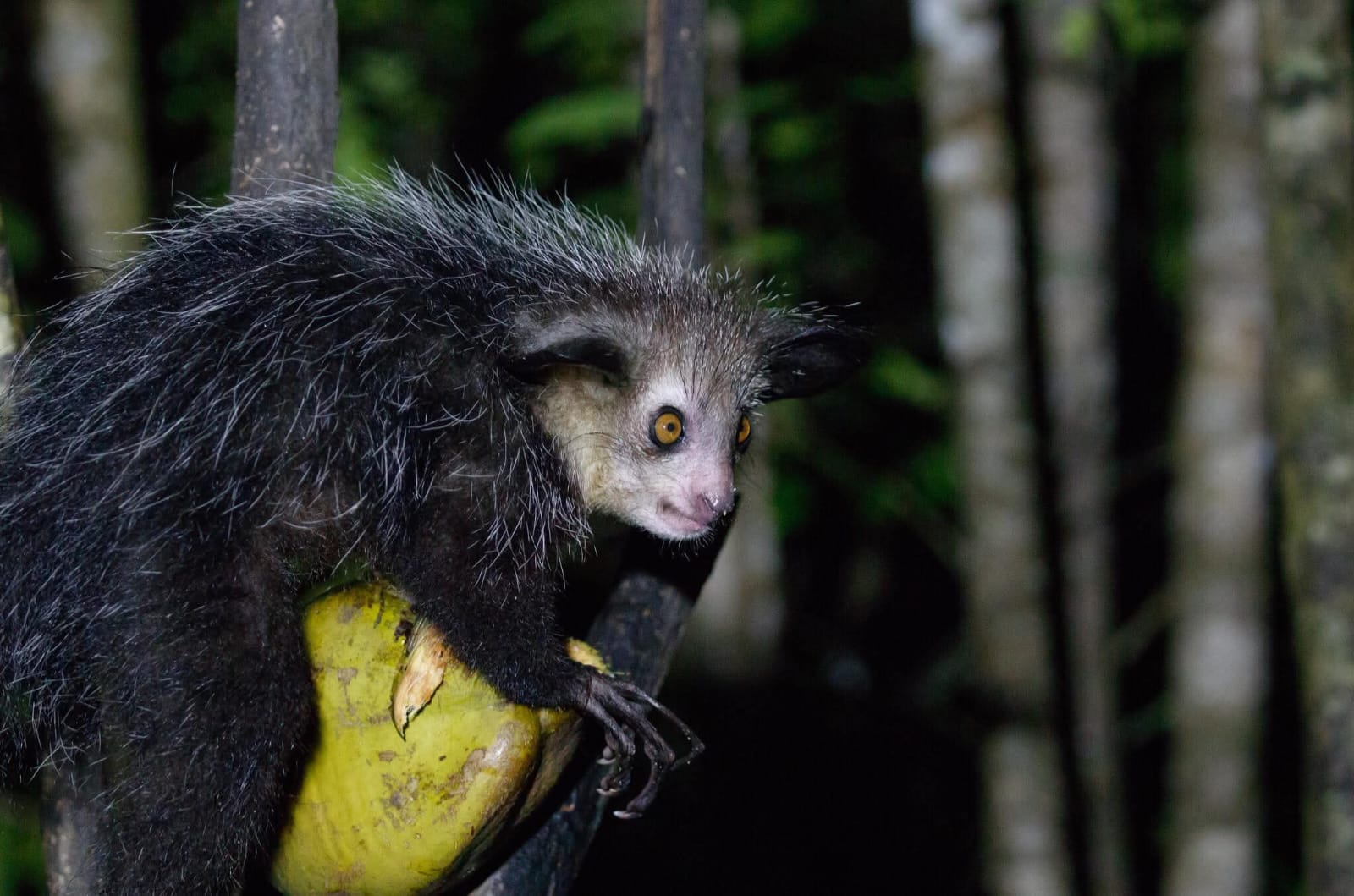 Rare aye-aye observed during a nocturnal forest excursion