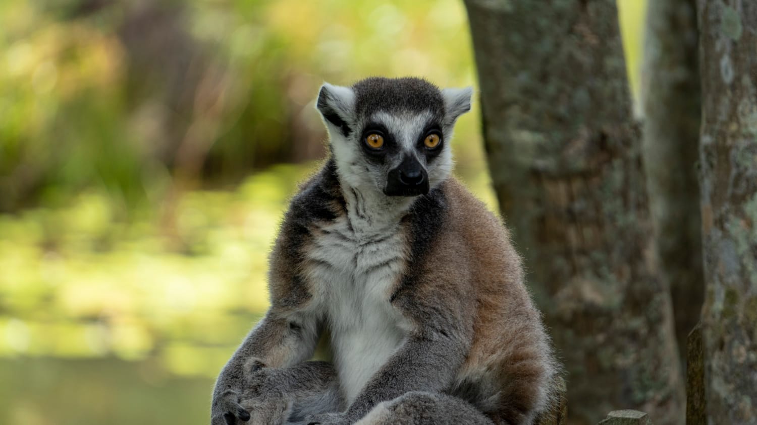 Madagascar Wild at Heart: 12-Day Wildlife Safari
