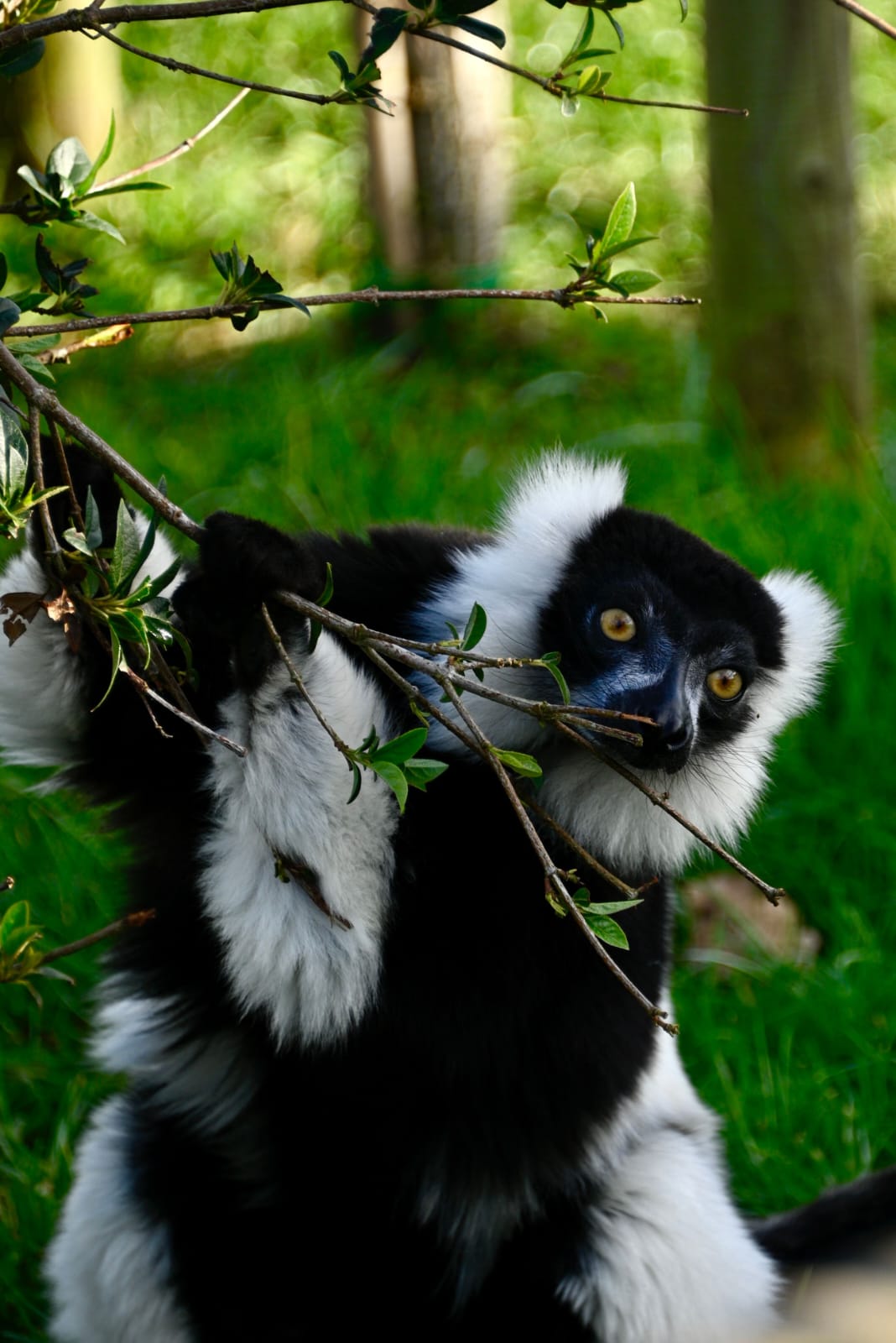 Black-and-white ruffed lemur feeding in rainforest
