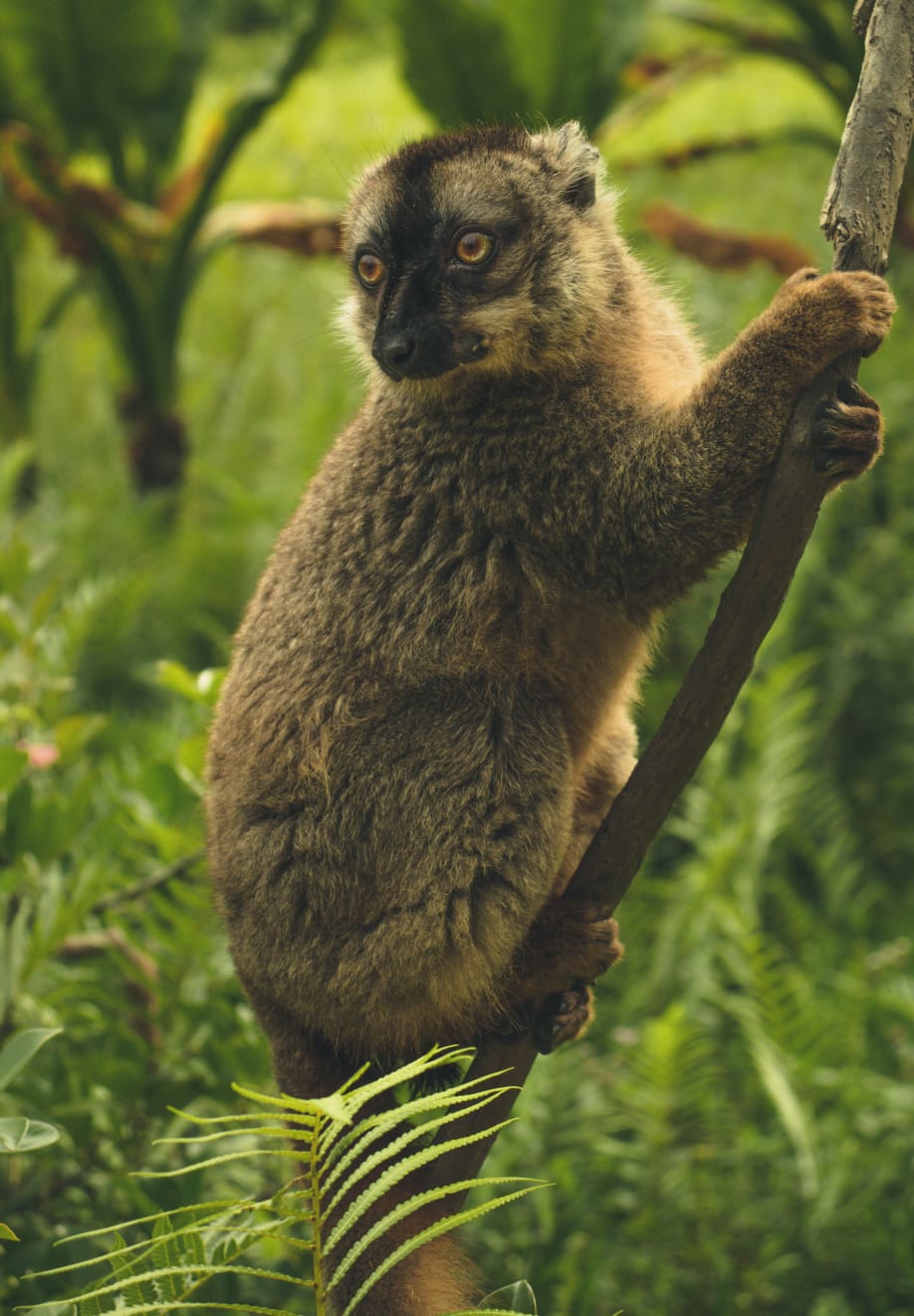 Madagascar Wild at Heart: 12-Day Wildlife Safari