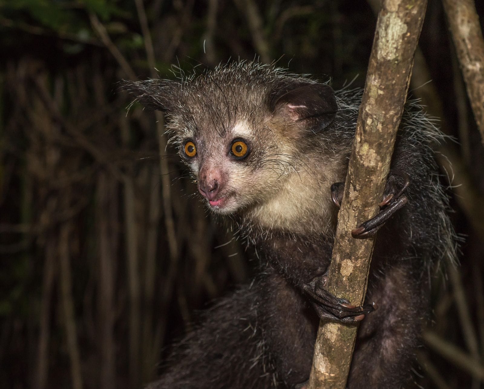 Madagascar Wild at Heart: 12-Day Wildlife Safari