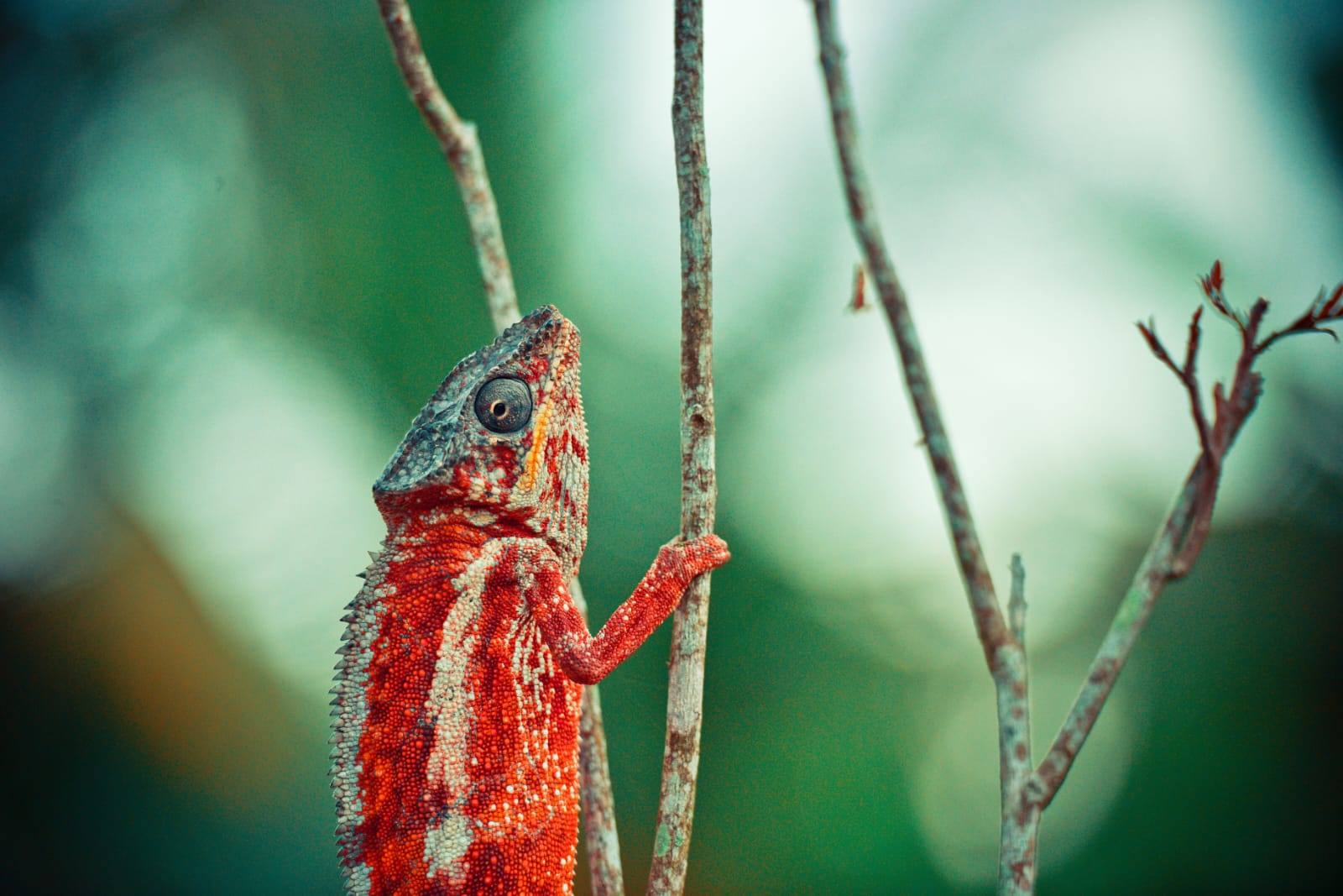 Madagascar Wild at Heart: 12-Day Wildlife Safari