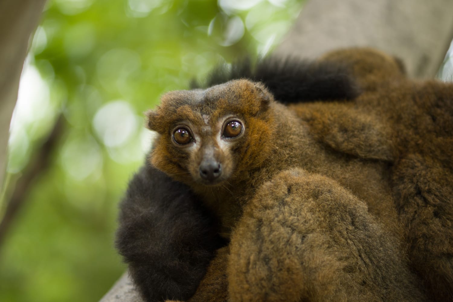 Brown lemur family gathered in the forest canopy