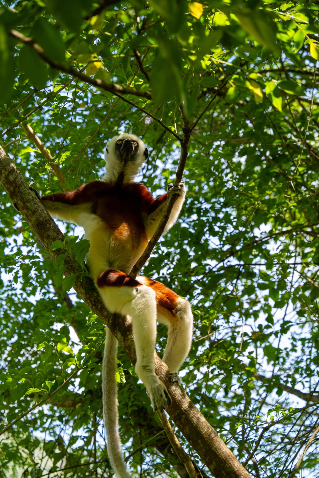 Sifaka lemur moving through a rainforest canopy