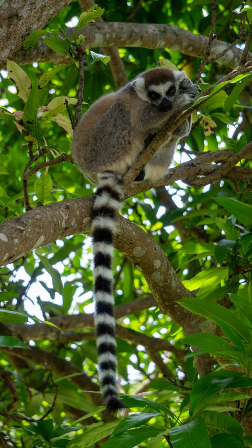 Madagascar Wild at Heart: 12-Day Wildlife Safari
