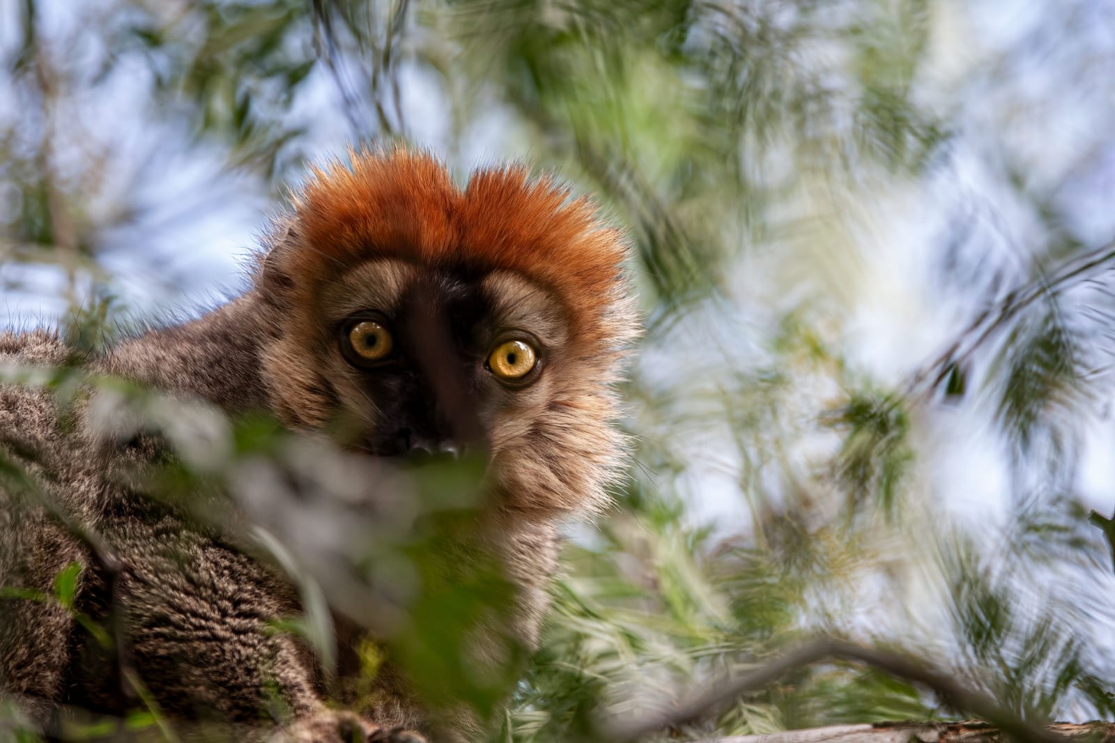 Madagascar Wild at Heart: 12-Day Wildlife Safari