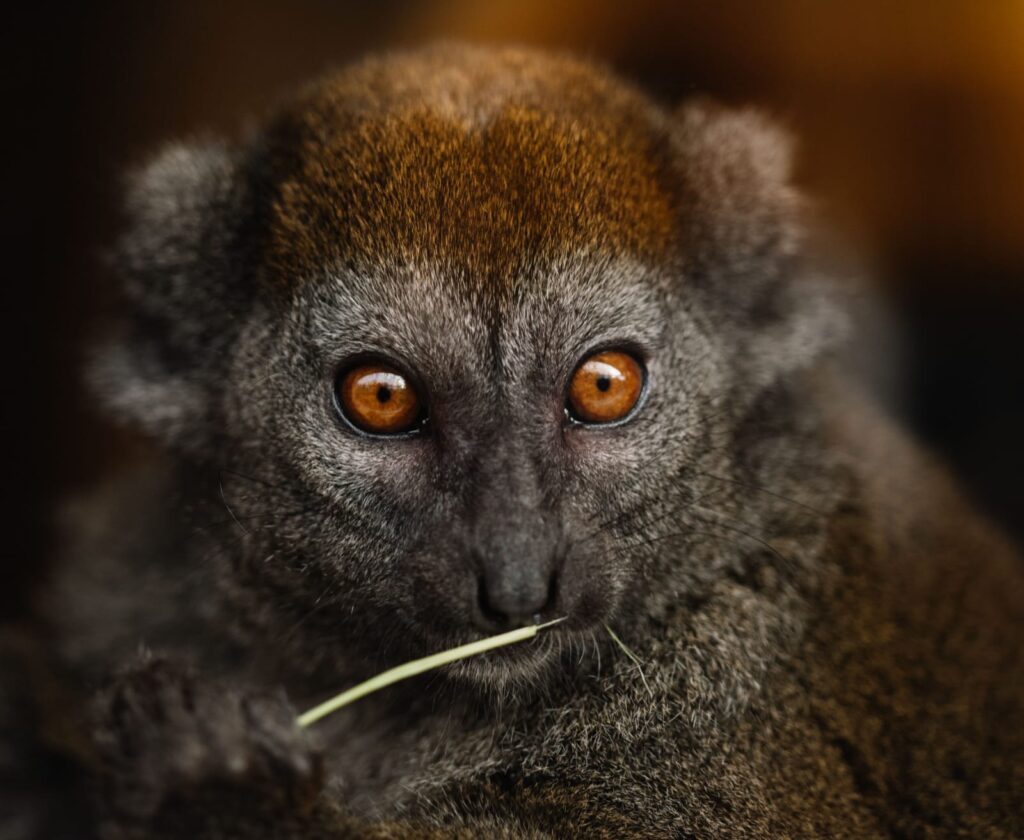 Madagascar Wild at Heart: 12-Day Wildlife Safari