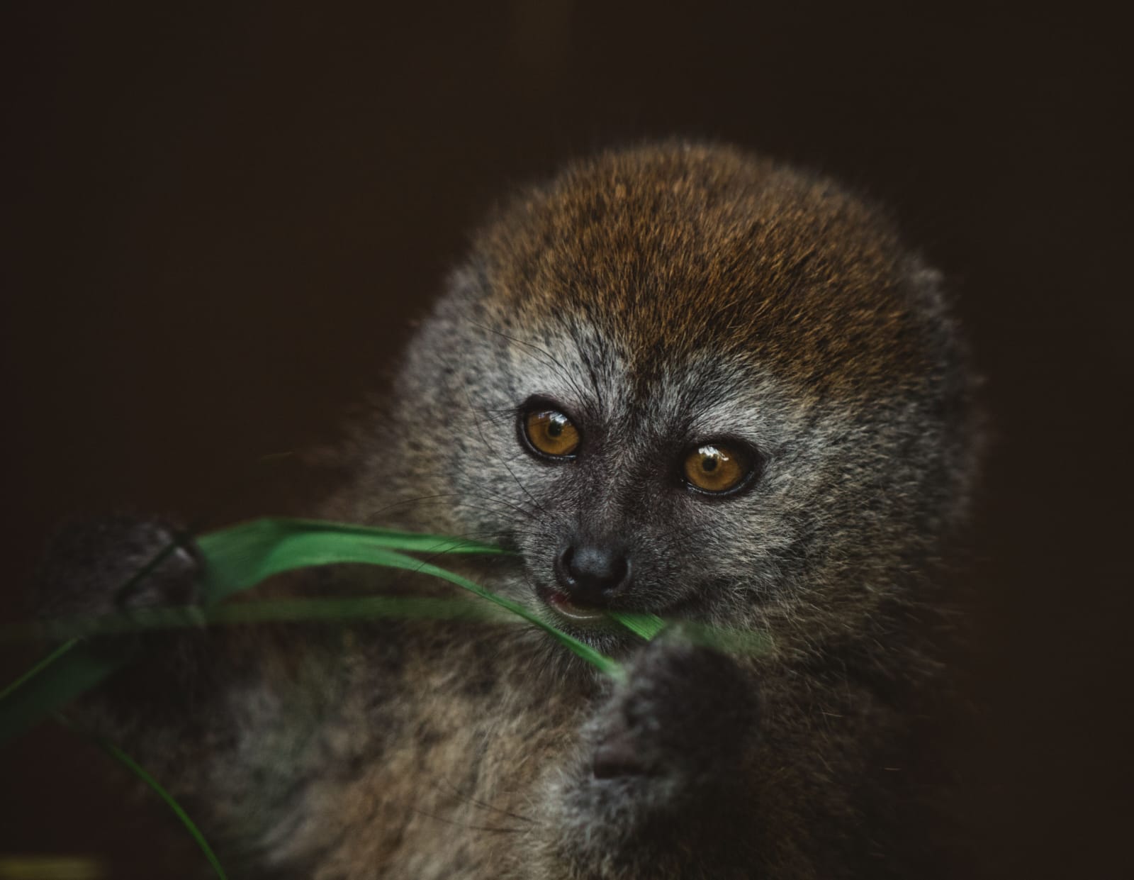 Madagascar Wild at Heart: 12-Day Wildlife Safari
