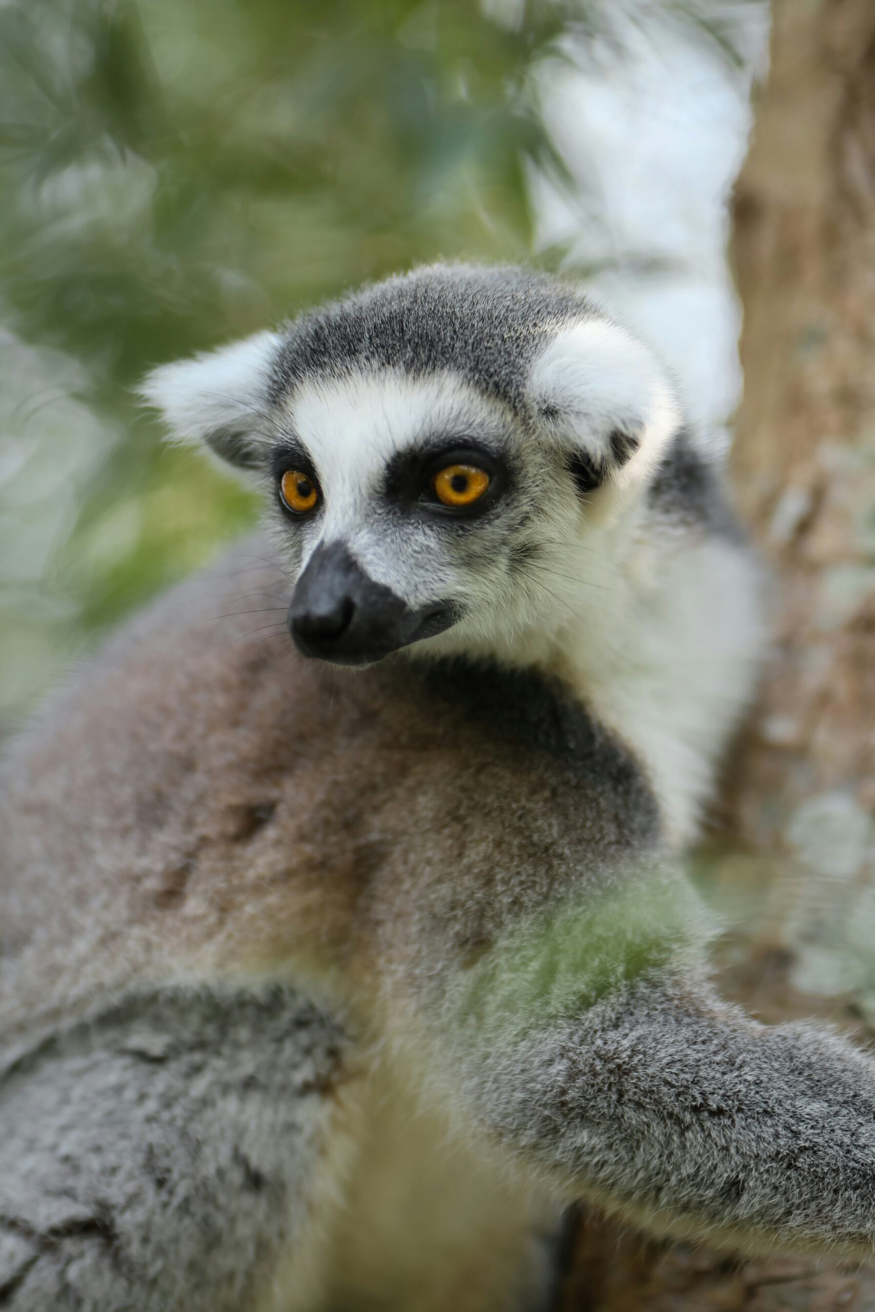 Ring-tailed lemur resting in a tree during a Madagascar group tour