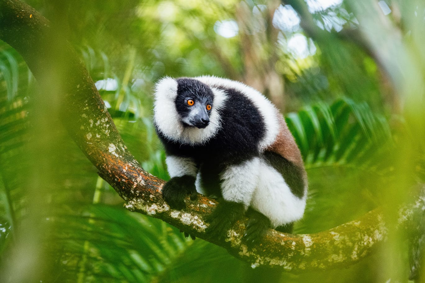 Ruffed lemur in Madagascar’s endemic rainforest wildlife habitat