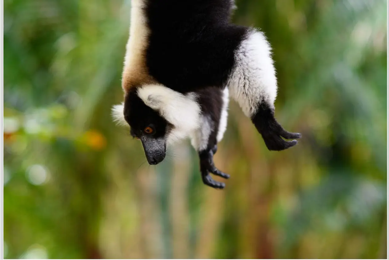 Lemurs in Palmarium Reserve beside the Pangalanes Canal