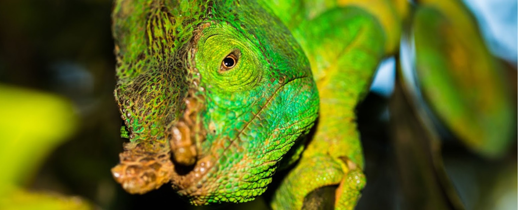 13-Day Madagascar Group Wildlife Tour & Flying Safari