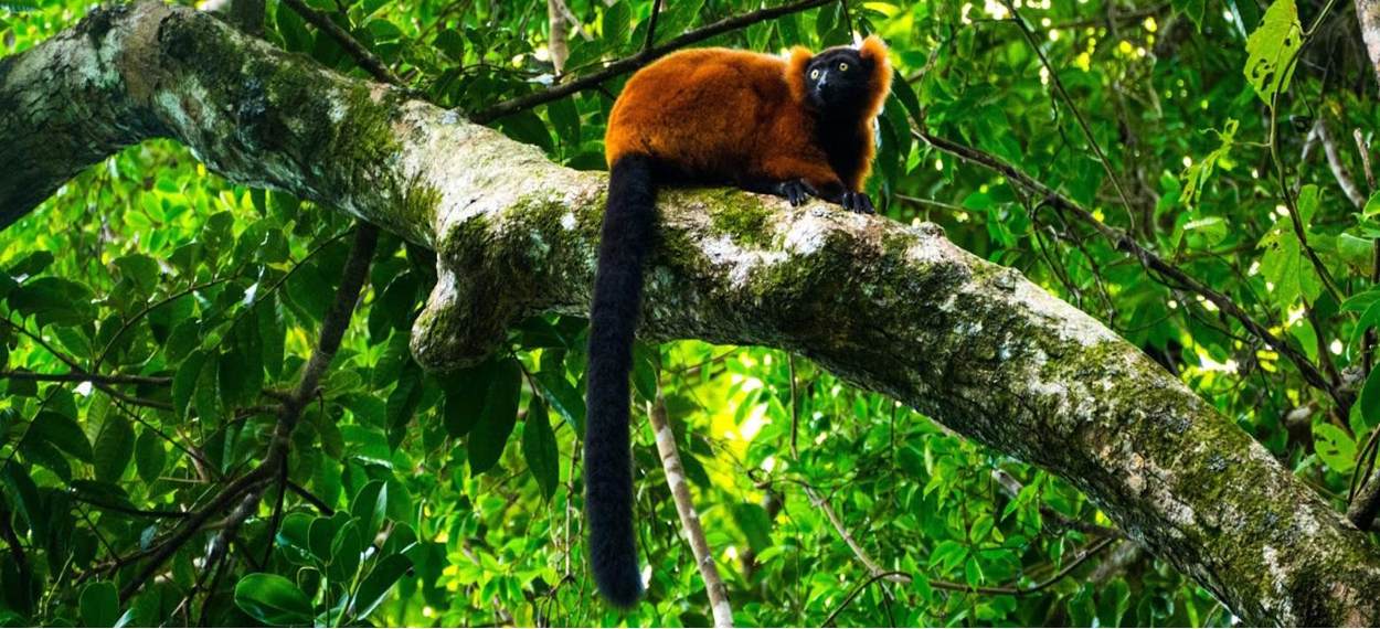 13-Day Madagascar Group Wildlife Tour & Flying Safari
